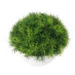 Trawa-kula w białej donicy 25 cm - obrazek 2
