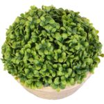 Zielona Kula Bukszpanu w Glinianej Donicy 25 cm - obrazek 2