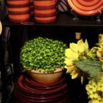 Zielona Kula Bukszpanu w Glinianej Donicy 25 cm - obrazek 3