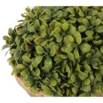 Bukszpanowa kula III w donicy 20 cm - obrazek 3