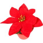 POINSECJA  w doniczce 13 cm KOLOR CZERWONY - obrazek 2