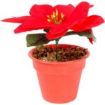 POINSECJA  w doniczce 13 cm KOLOR CZERWONY
