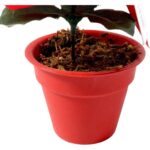 POINSECJA  w doniczce 13 cm KOLOR CZERWONY - obrazek 3