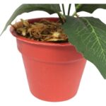 Bukiet WELUROWYCH POINSECJI w doniczce 20 cm KOLOR CZERWONY - obrazek 3