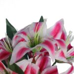 Bukiet 7 lilii w kolorze jasno różowym 34 cm - obrazek 2