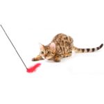 Interaktywna Zabawka dla Kota z Dzwoneczkiem i Różowymi Piórkami - obrazek 3