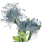 PROTEA gałązka 3 kwiatów dodatek kolor Niebieski - obrazek 3
