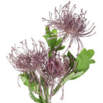 PROTEA gałązka 3 kwiatów dodatek kolor Fioletowy - obrazek 3