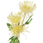 PROTEA gałązka 3 kwiatów dodatek kolor Żółty - obrazek 3