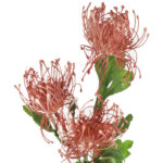 PROTEA gałązka 3 kwiatów dodatek kolor brązowy - obrazek 3