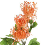 PROTEA gałązka 3 kwiatów dodatek kolor pomarańczowy - obrazek 3