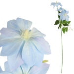 GAŁĄZKA POTRÓJNEGO CLEMATISA NIEBIESKI POWOJNIK