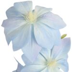 GAŁĄZKA POTRÓJNEGO CLEMATISA NIEBIESKI POWOJNIK - obrazek 3