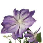 GAŁĄZKA POTRÓJNEGO CLEMATISA FIOLETOWY POWOJNIK - obrazek 3