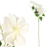 GAŁĄZKA POTRÓJNEGO CLEMATISA BIAŁY POWOJNIK