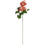 GAŁĄZKA POTRÓJNEGO CLEMATISA POMARAŃCZOWY POWOJNIK - obrazek 2