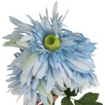 GAŁĄZKA POTRÓJNEJ GERBERY KOLOR NIEBIESKI - obrazek 3