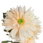 GAŁĄZKA POTRÓJNEJ GERBERY KOLOR KREMOWY - obrazek 3