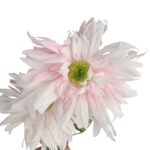 GAŁĄZKA POTRÓJNEJ GERBERY KOLOR JASNO RÓŻOWY - obrazek 3