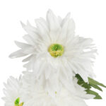 GAŁĄZKA POTRÓJNEJ GERBERY KOLOR BIAŁY - obrazek 3