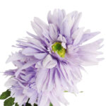 GAŁĄZKA POTRÓJNEJ GERBERY KOLOR FIOLETOWY - obrazek 3