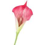 KALIA CALLA SILIKON GAŁĄZKA SZTUCZNA różowa 67 cm - obrazek 3