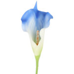 KALIA CALLA SILIKON GAŁĄZKA SZTUCZNA niebieska 67 cm - obrazek 3