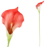 KALIA CALLA SILIKON GAŁĄZKA SZTUCZNA pomarańczowa 67 cm