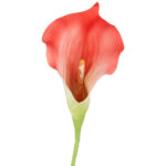 KALIA CALLA SILIKON GAŁĄZKA SZTUCZNA pomarańczowa 67 cm - obrazek 3