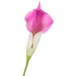 KALIA CALLA SILIKON GAŁĄZKA SZTUCZNA fioletowa 67 cm - obrazek 3