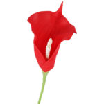 KALIA CALLA SILIKON GAŁĄZKA SZTUCZNA czerwona 67 cm - obrazek 3