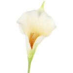 KALIA CALLA SILIKON GAŁĄZKA SZTUCZNA biała 67 cm - obrazek 3