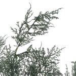 TAWUŁKA ASTILBE sztuczna gałązka dodatek do kompozycji niebieska 94 cm - obrazek 3