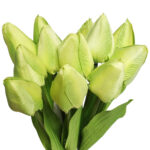 Bukiet 12 TULIPANÓW W PĘCZKU Z RAFIĄ 32 cm zielony - obrazek 3