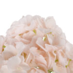 BUKIET HORTENSJI kremowy 46 cm - obrazek 3