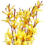 BUKIET FORSYCJI 45 CM - obrazek 3