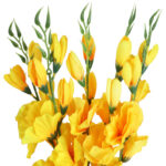 BUKIET 5 GAŁĄZEK MIECZYKÓW żółty GLADIOLA 67 cm - obrazek 3