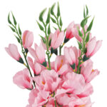 BUKIET 5 GAŁĄZEK MIECZYKÓW jasno-różowy GLADIOLA 67 cm - obrazek 3