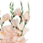 BUKIET 5 GAŁĄZEK MIECZYKÓW łososiowy GLADIOLA 67 cm - obrazek 3