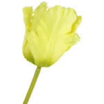 TULIPAN KWIAT SZTUCZNY do wazonu zielony 65 cm - obrazek 3