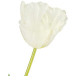 TULIPAN KWIAT SZTUCZNY do wazonu biały 65 cm - obrazek 3
