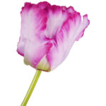 TULIPAN KWIAT SZTUCZNY do wazonu fioletowy 65 cm - obrazek 3