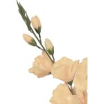 Bukiet 5 kremowych gladioli - obrazek 2