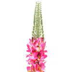 SZTUCZNY KWIAT Gałązka Pustynnik ,Tuberoza 104 cm różowy - obrazek 3
